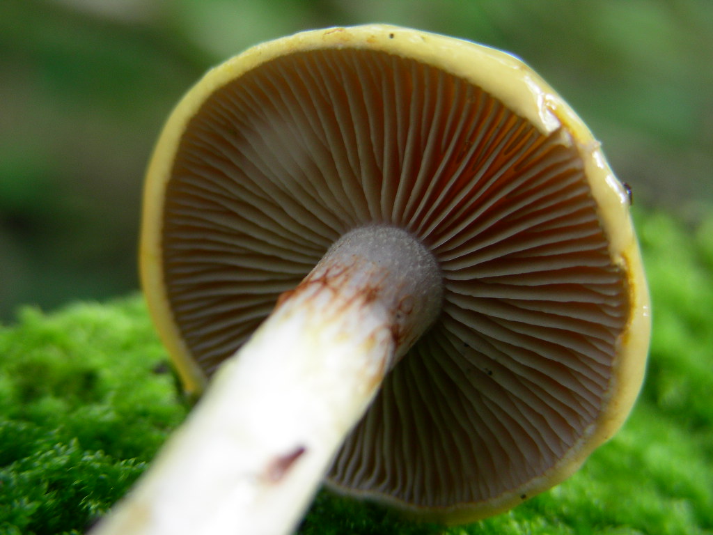 Mi sembra ...(mini quiz.)